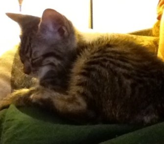 Bobbie (aka Sparkle)