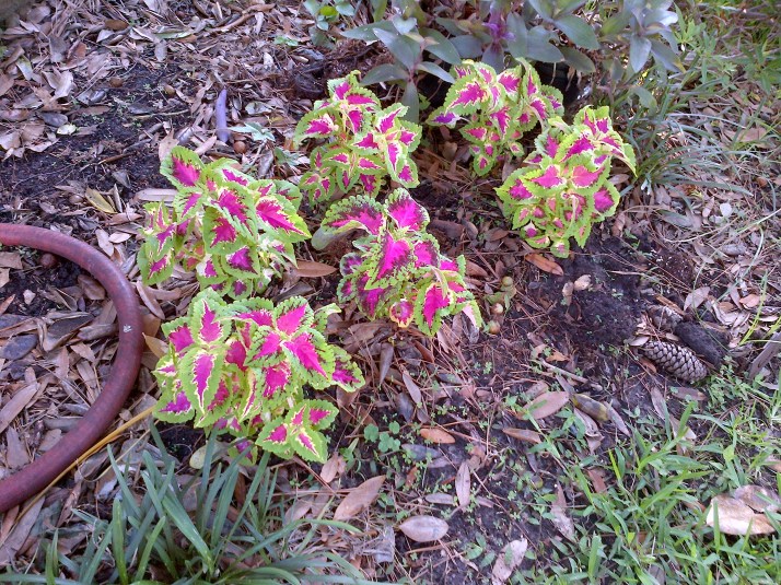 Coleus
